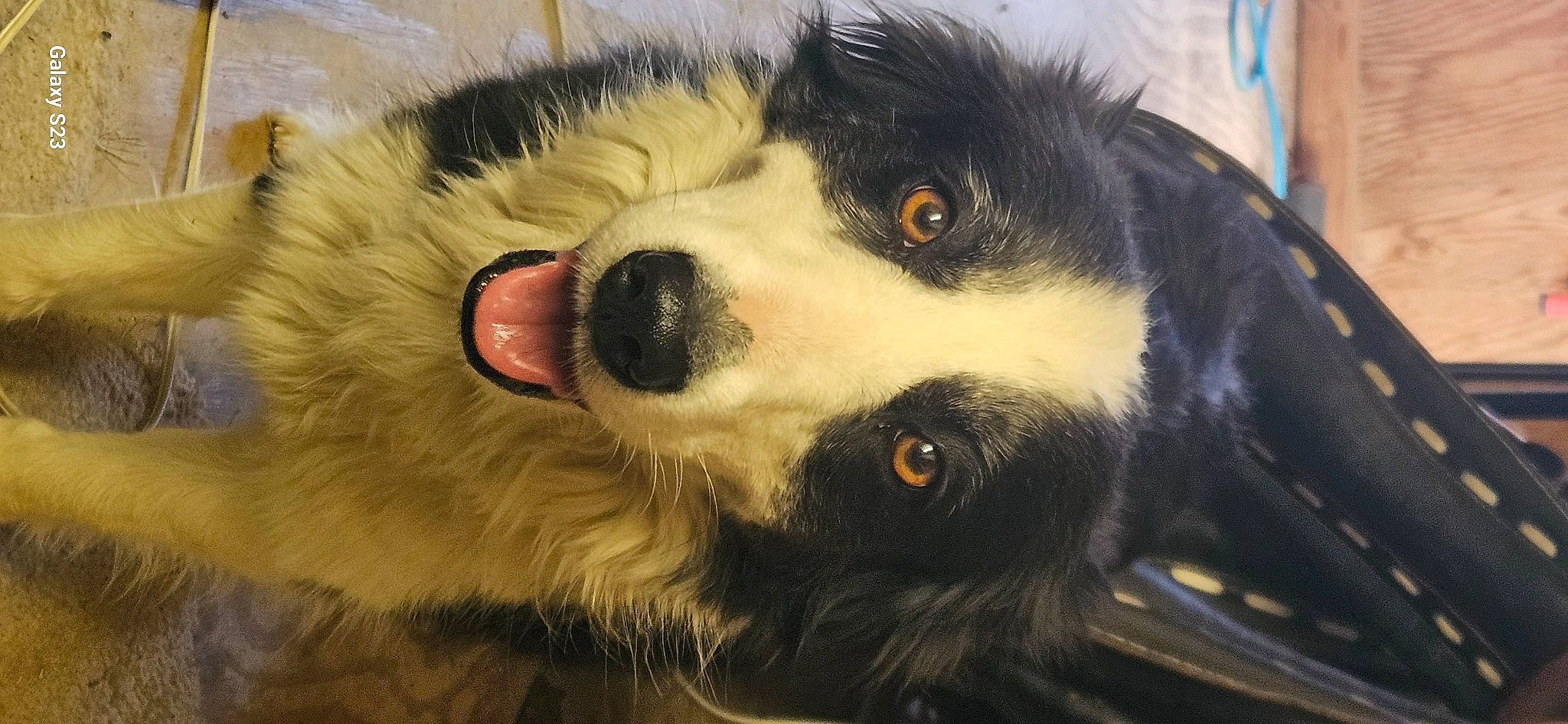 Oreo joined the competition — help win amazing prizes! border_collie, canidae, carnivore, companion_dog, dog, dog_breed, fur, herding_dog, iris, snout, sporting_group, terrestrial_animal, whiskers, wildlife, working_animal, working_dog