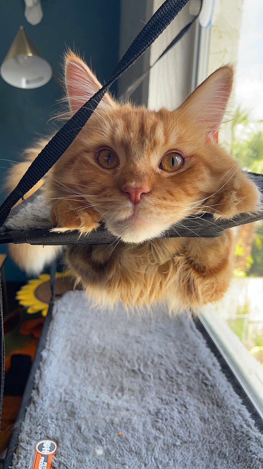 Finn joined the competition — help win amazing prizes! cat, orange_cat, ginger_cat, feline, pet, close_up, portrait, whiskers, golden_eyes, ears, paws, fluffy_fur, window, sunlight, indoor, hammock, strap, cozy, mat, home
