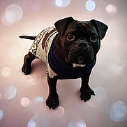 Gaup joined the competition — help win amazing prizes! adorable, animal, background, black_dog, bokeh, canine, clothing, cozy, cute, dog, floor, indoors, looking_up, pet, portrait, pug, small_dog, standing, studio, sweater