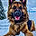Koda