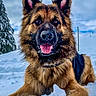 Koda participe au concours pour gagner de l'argent avec cette photo : dog, german_shepherd, snow, winter, outdoor, animal, pet, canine, fur, playful, happy, tongue_out, nature, landscape, cold, sky, tree, muzzle, ears, collar