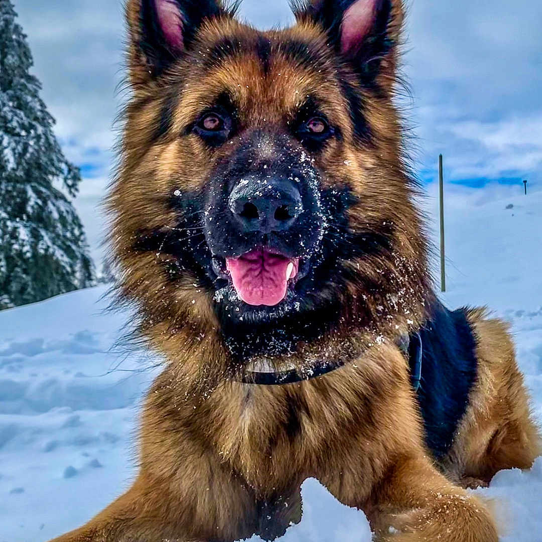 Koda