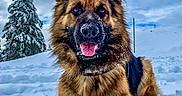 Koda a rejoint le concours — aidez-le/la à gagner de superbes lots ! animal, canine, cold, dog, fur, german_shepherd, happy, lying_down, mammal, nature, outdoor, pet, playful, portrait, sky, snow, snowy_landscape, tongue, tree, winter