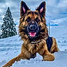 dog, german_shepherd, snow, winter, animal, outdoor, playful, canine, portrait, nature, fur, cold, tongue, happy, snowy_landscape, tree, sky, pet, mammal, lying_down