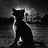 Koda a rejoint le concours — aidez-le/la à gagner de superbes lots ! dog, silhouette, black_and_white, outdoor, grass, sunlight, shadow, nature, animal, pet, canine, sitting, backlit, trees, evening, profile, majestic, monochrome, quiet, peaceful