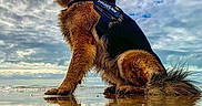 Koda a rejoint le concours — aidez-le/la à gagner de superbes lots ! dog, german_shepherd, outdoor, reflection, water, clouds, sky, sun, animal, pet, sitting, fur, nature, canine, portrait, loyal, watchful, beautiful, landscape, majestic
