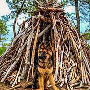 Koda participe au concours pour gagner de l'argent avec cette photo : dog, puppy, german_shepherd, forest, trees, sticks, teepee, nature, outdoor, canine, animal, young_dog, wood, ground, fur, ears, alert, brown, black, adventure