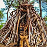 dog, puppy, german_shepherd, forest, trees, sticks, teepee, nature, outdoor, canine, animal, young_dog, wood, ground, fur, ears, alert, brown, black, adventure