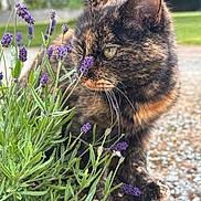 Praline a rejoint le concours — aidez-le/la à gagner de superbes lots ! cat, tortoiseshell_cat, lavender, flower, plant, outdoor, garden, closeup, portrait, fur, whiskers, ear, greenery, pet, potted_plant, sniffing, nature, bokeh, animal, cute