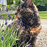 bokeh, cat, close_up, flowers, fur, garden, green_background, lavender, nature, outdoor, paws, pet, plants, portrait, profile, purple_flowers, sitting, sunlight, tortoiseshell_cat, whiskers