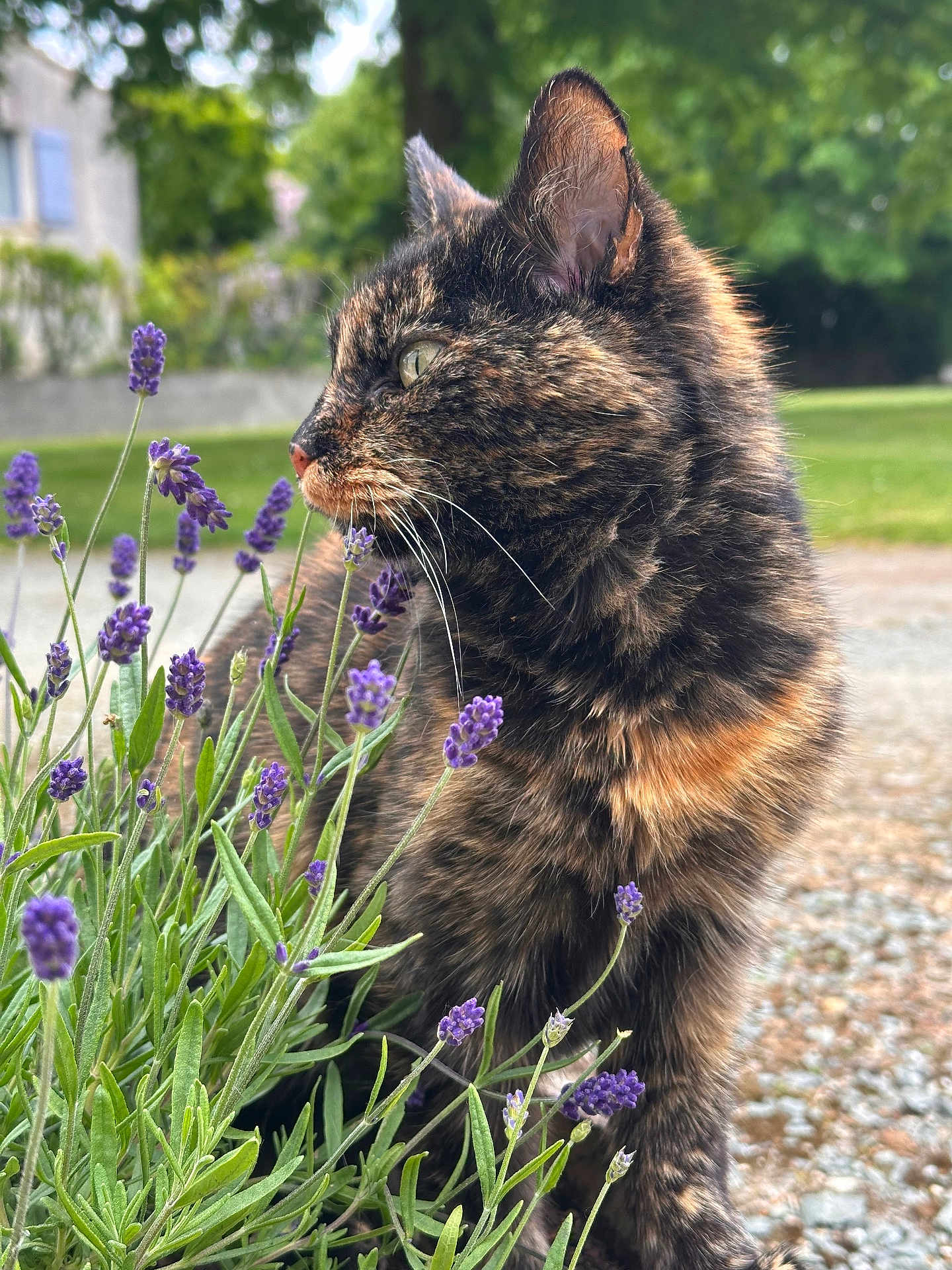 Praline a rejoint le concours — aidez-le/la à gagner de superbes lots ! tortoiseshell_cat, cat, lavender, flowers, close_up, profile, whiskers, fur, green_background, garden, outdoor, pet, sitting, portrait, plants, purple_flowers, nature, paws, sunlight, bokeh