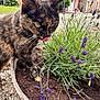 Praline participe au concours pour gagner de l'argent avec cette photo : cat, tortoiseshell_cat, lavender, plant, flower_pot, soil, garden, stone_building, whiskers, tongue, green_eyes, outdoor, close_up, pets, foliage, gravel, roof, bush, rustic, potted_plant