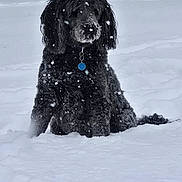 Griffin joined the competition — help win amazing prizes! black_dog, cold, collar, cute, dog, forest, fur, landscape, muzzle, outdoors, pawprints, playful, portrait, sitting, snow, snowflakes, snowy, tag, trees, winter