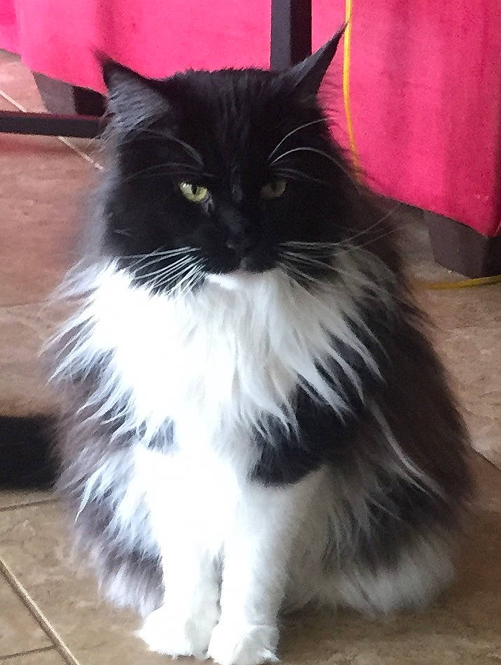 Nitro joined the competition — help win amazing prizes! british_longhair, carnivore, cat, felidae, flooring, fur, hardwood, sitting, small_to_medium_sized_cats, snout, tail, terrestrial_animal, whiskers