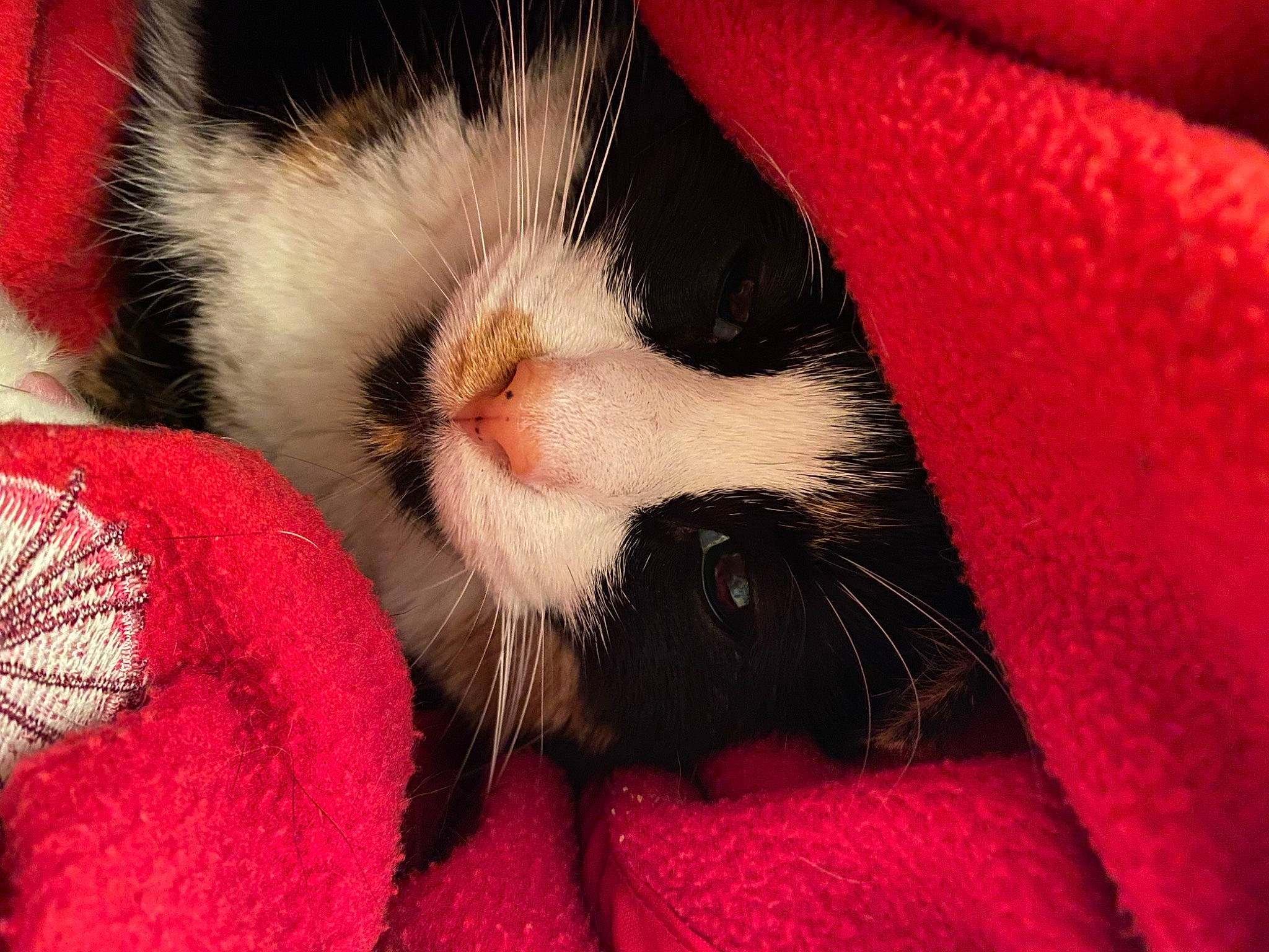 Hattie is registered to the contest to win money with this photo: carmine, carnivore, cat, cat_bed, cat_supply, claw, close_up, comfort, domestic_short_haired_cat, felidae, foot, fur, nail, nap, paw, sleep, small_to_medium_sized_cats, snout, tail, whiskers