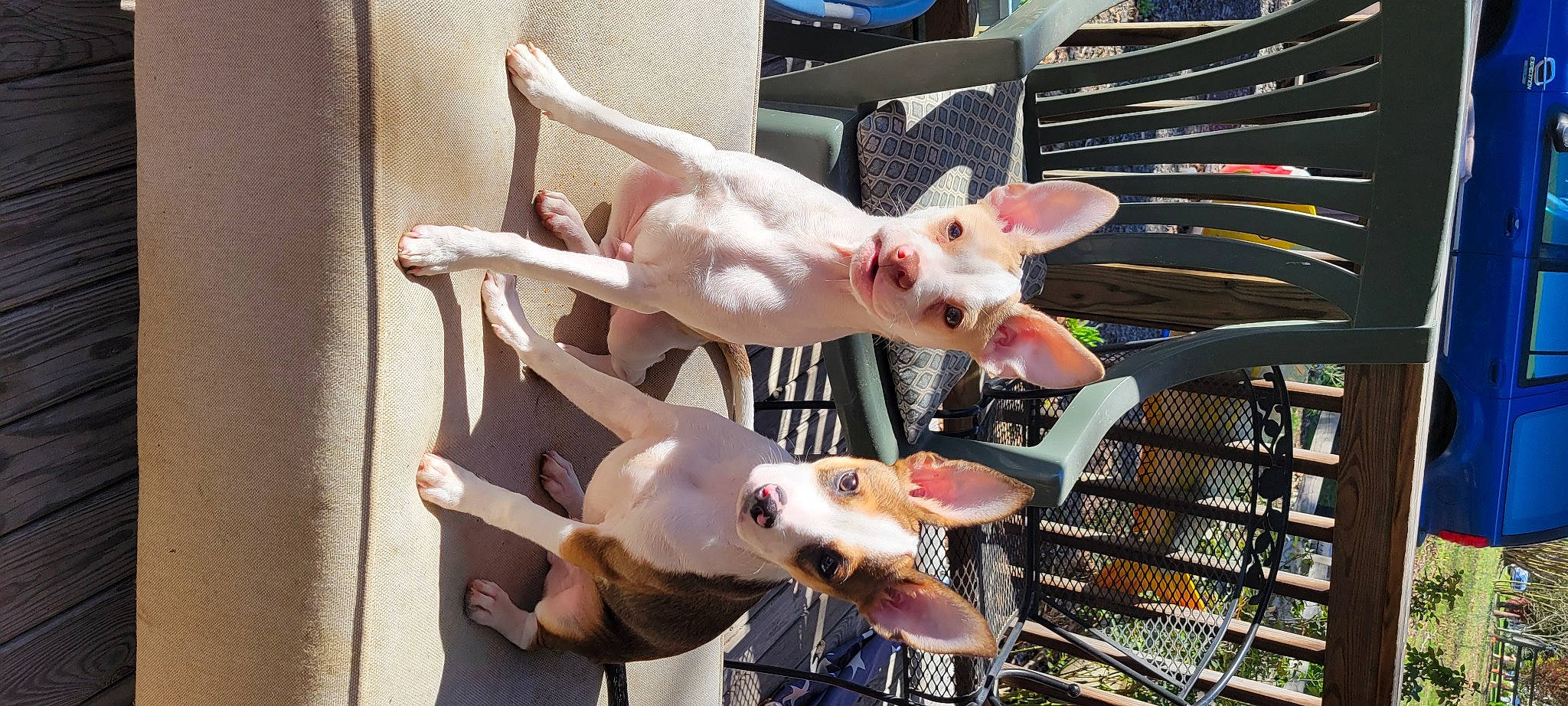 Maverick And Socks is registered to the contest to win money with this photo: canidae, companion_dog, dog_breed, event, fawn, flesh, fun, meat, metal, non_sporting_group, suidae, tail