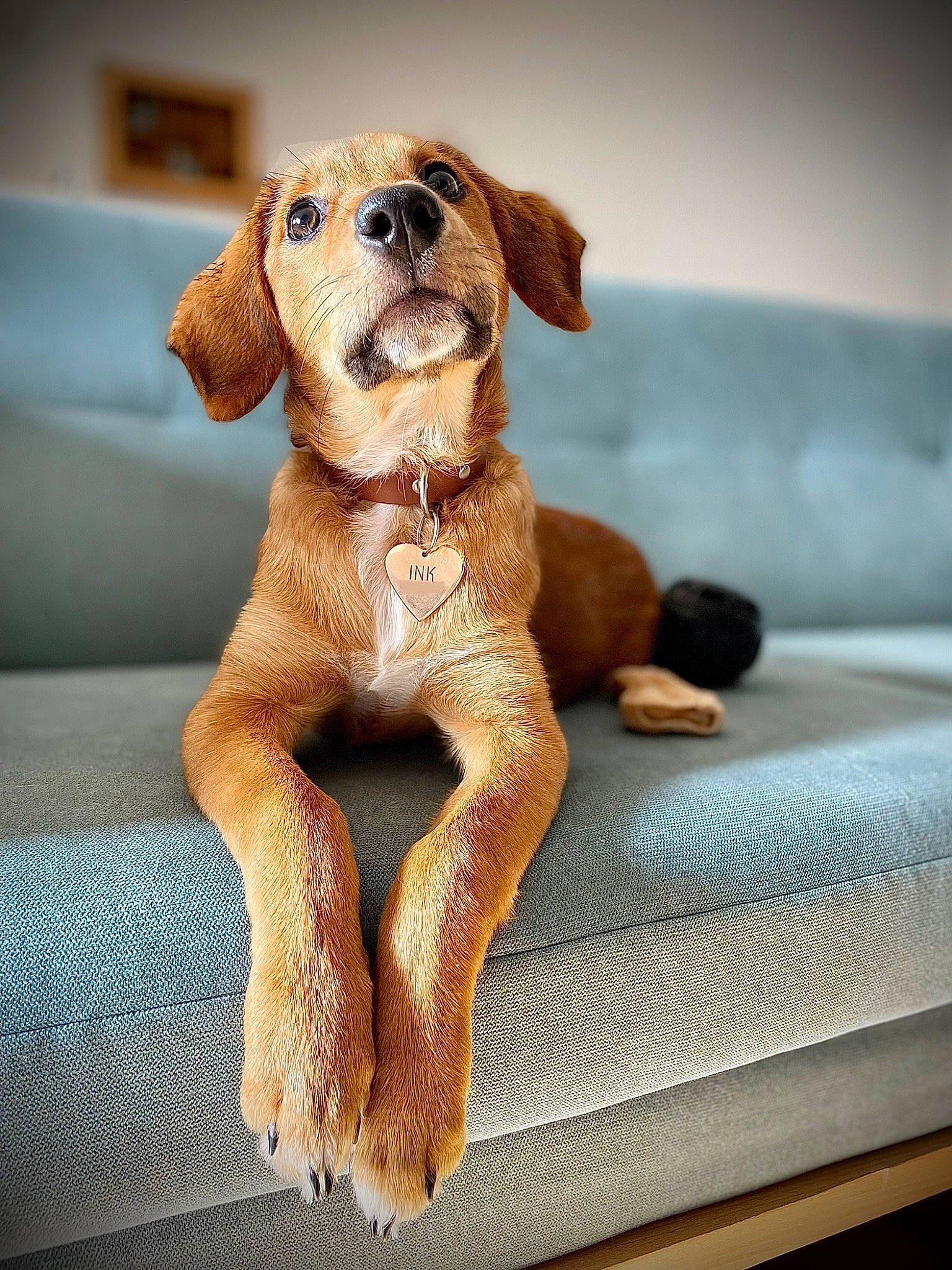 Ink participe au concours pour gagner de l'argent avec cette photo : brown, canidae, carnivore, comfort, companion_dog, dog, dog_breed, fawn, fur, hound, hunting_dog, liver, pet_supply, sporting_group, terrestrial_animal, toy, toy_dog, whiskers, wood, working_animal