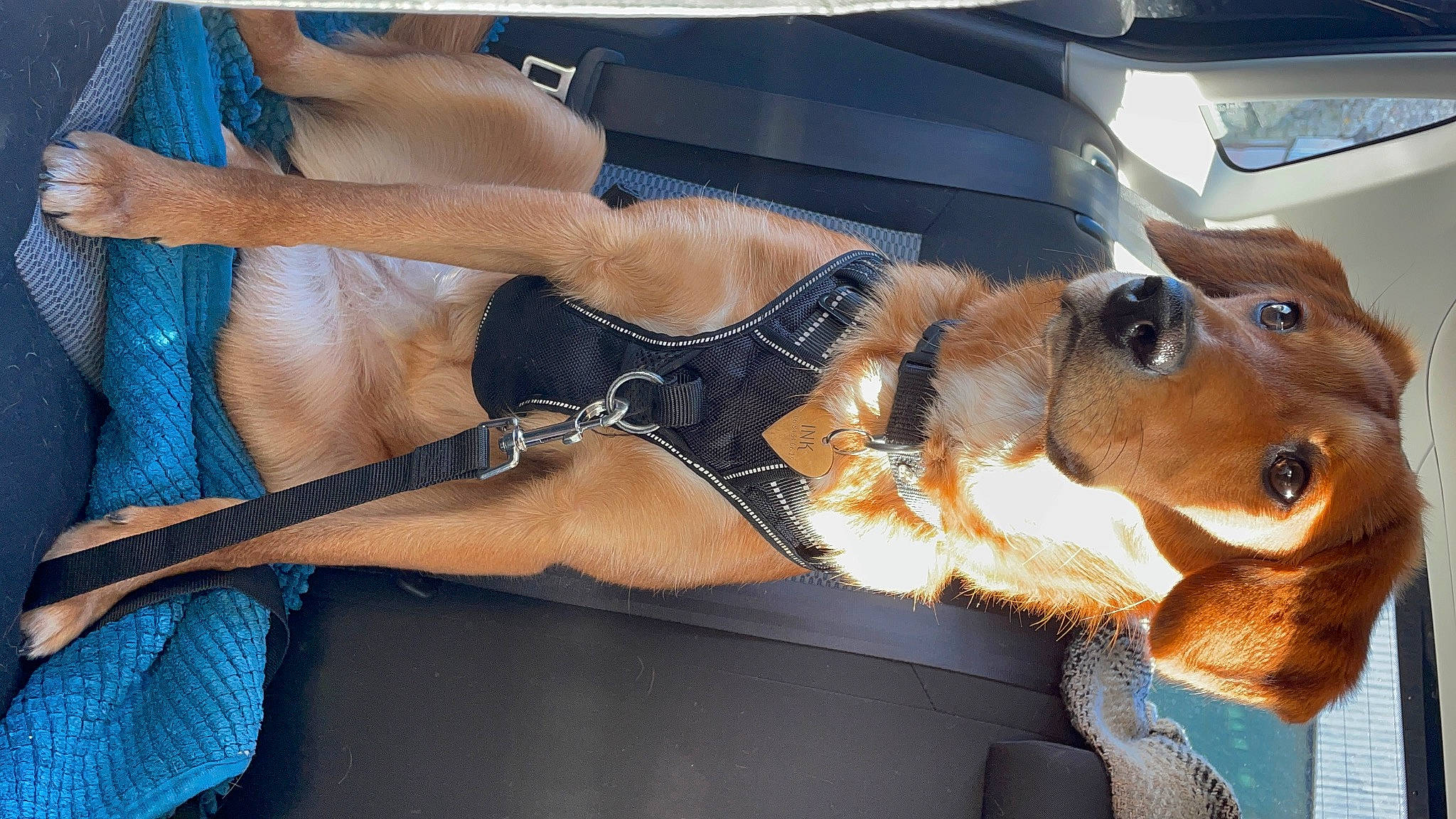 Ink a rejoint le concours — aidez-le/la à gagner de superbes lots ! carnivore, chest, collar, companion_dog, dog, dog_breed, eyewear, fawn, fur, goggles, hat, hood, human_leg, liver, snout, sporting_group, sunglasses, thigh, vehicle_door, working_animal