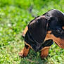 Délia participe au concours pour gagner de l'argent avec cette photo : adorable, animal, black_fur, canine, close_up, cute, dachshund, dog, floppy_ears, grass, nature, outdoor, pet, portrait, puppy, shallow_depth_of_field, sitting, sunlight, tan_fur, young_dog