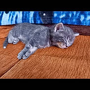 Chachou participe au concours pour gagner de l'argent avec cette photo : animal, blanket, brown_surface, cat, cozy, cute, domestic_cat, feline, fur, gray_fur, indoor, kitten, nap, peaceful, pet, resting, sleeping, soft, whiskers, young_cat