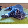 Chachou a rejoint le concours — aidez-le/la à gagner de superbes lots ! animal, cat, cozy, cushion, cute, domestic_animal, feline, fur, gray_fur, indoor, kitten, peaceful, pet, relaxing, resting, sleeping, small_pet, soft, whiskers, young_cat