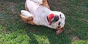 Prada participe au concours pour gagner de l'argent avec cette photo : animal, ball, brown, canine, cheerful, dog, fetch, fun, grass, ground, happy, nature, outdoor, pet, playful, relaxed, summer, sunlight, tongue, white
