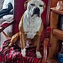 dog, chair, blanket, indoor, furniture, pet, canine, red, plaid, wood, couch, relaxed, sleepy, home, living_room, domestic_animal, mammal, sitting, fur, animal