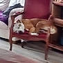 dog, chair, cushion, sleeping, indoor, sofa, furniture, wood, pet, resting, home, living_room, cozy, brown, white, relaxation, comfort, animal, domestic, quiet