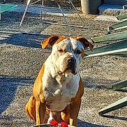 Prada participe au concours pour gagner de l'argent avec cette photo : dog, outdoor, flower_pot, red_flowers, garden, sunlight, backyard, plant, greenery, concrete_ground, chair, metal_frame, shadow, pet, animal, sitting, brown_and_white, ears, face, nature