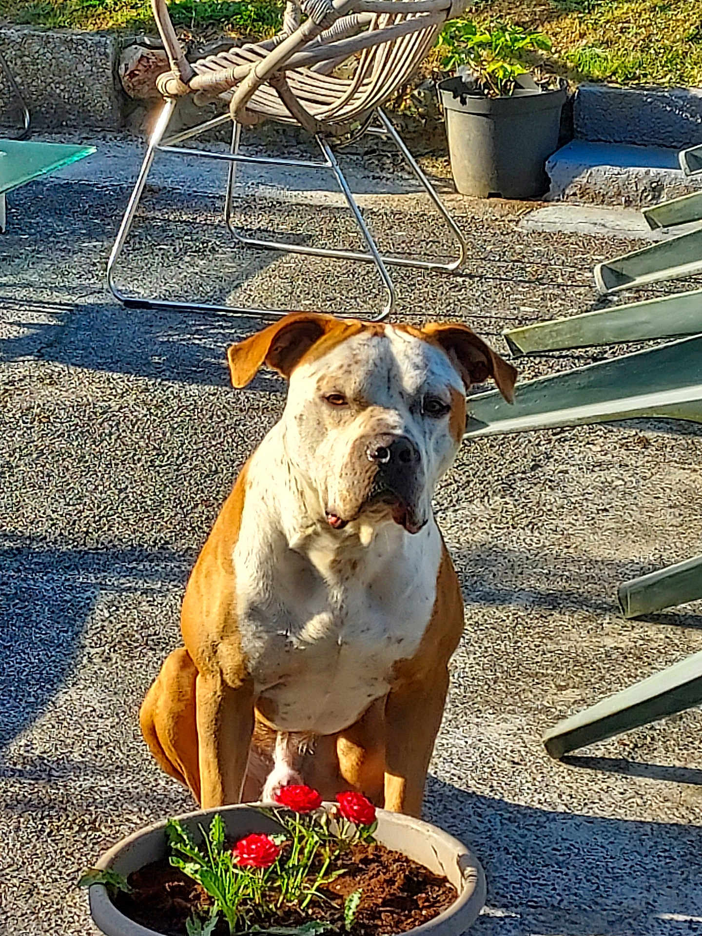 Prada participe au concours pour gagner de l'argent avec cette photo : dog, outdoor, flower_pot, red_flowers, garden, sunlight, backyard, plant, greenery, concrete_ground, chair, metal_frame, shadow, pet, animal, sitting, brown_and_white, ears, face, nature