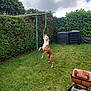 dog, rope, jumping, grass, backyard, greenery, hedge, cloudy_sky, compost_bin, metal_frame, playful, pet, animal, outdoor, summer, nature, canine, garden, activity, fun