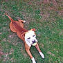 Prada participe au concours pour gagner de l'argent avec cette photo : animal, brown, canine, dog, ears, fetch, fun, grass, ground, nature, outdoor, park, paw, pet, playing, resting, snout, sunlight, tennis_ball, white