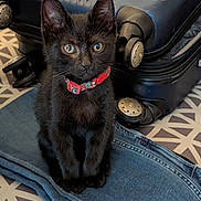 Jordi joined the competition — help win amazing prizes! black_kitten, cat, collar, curious, cute, domestic_animal, ears, eyes, folded_clothing, fur, indoor, jeans, patterned_surface, pet, ready_to_travel, sitting, small, suitcase, wheels, whiskers