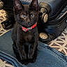 black_kitten, cat, collar, curious, cute, domestic_animal, ears, eyes, folded_clothing, fur, indoor, jeans, patterned_surface, pet, ready_to_travel, sitting, small, suitcase, wheels, whiskers