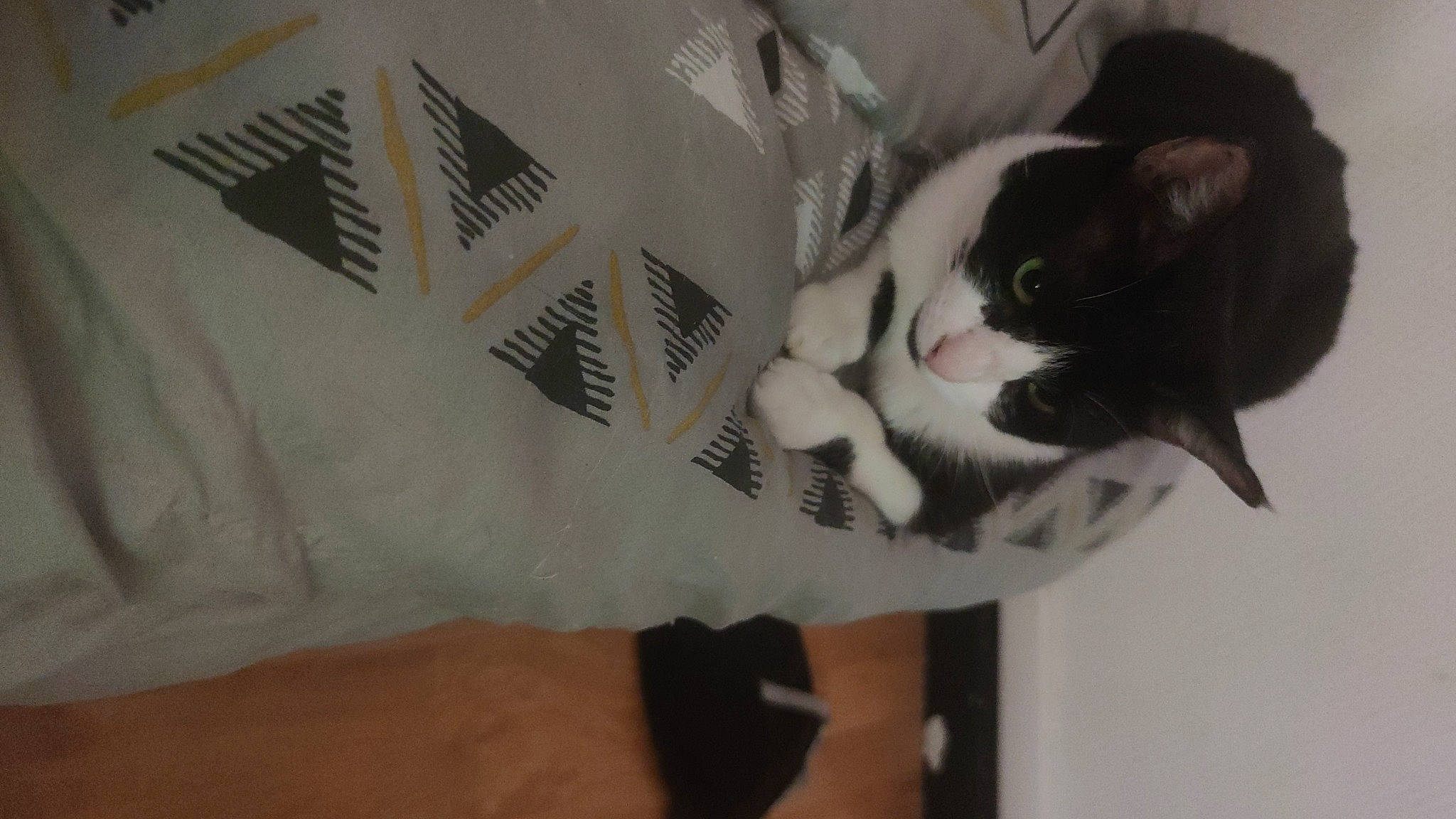 Pantoufles participe au concours pour gagner de l'argent avec cette photo : box, cardboard, carnivore, cat, comfort, domestic_short_haired_cat, felidae, foot, fur, human_leg, linens, packaging_and_labeling, paper_product, pattern, paw, sleeve, small_to_medium_sized_cats, snout, tail, whiskers