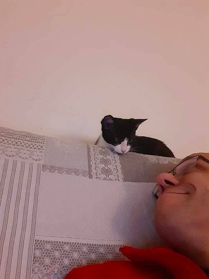 Pantoufles a rejoint le concours — aidez-le/la à gagner de superbes lots ! carmine, carnivore, cat, comfort, domestic_short_haired_cat, felidae, flooring, fur, linens, magenta, neck, pattern, room, small_to_medium_sized_cats, smile, stairs, tail, textile, whiskers, wood