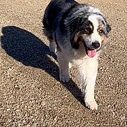 Sage joined the competition — help win amazing prizes! dog, australian_shepherd, canine, animal, pet, walking, outdoor, gravel, sunlight, shadow, tongue_out, happy, fur, ears, muzzle, four_legs, nature, daylight, closeup, portrait