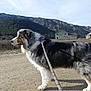 Sage is registered to the contest to win money with this photo: dog, australian_shepherd, leash, gravel_road, mountains, houses, outdoor, nature, sky, fur, pet, walking, landscape, rural, scenery, animal, daytime, canine, side_view, quiet