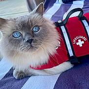 Max is registered to the contest to win money with this photo: animal, blue_eyes, cat, close_up, cute, feline, fluffy_fur, lifeguard_vest, outdoor, pet, portrait, red_vest, relaxed, resting, soft_fur, striped_towel, summer, sunny, towel, whiskers