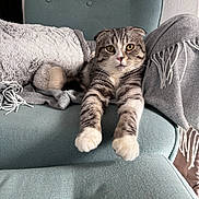 Poupi participe au concours pour gagner de l'argent avec cette photo : cat, tabby, pet, animal, fluffy, striped_fur, golden_eyes, folded_ears, whiskers, paws, sitting, lounging, chair, armchair, blanket, throw, fringe, indoor, cozy, portrait