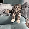 animal, armchair, blanket, cat, chair, cozy, fluffy, folded_ears, fringe, golden_eyes, indoor, lounging, paws, pet, portrait, sitting, striped_fur, tabby, throw, whiskers