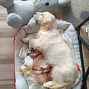 Bora participe au concours pour gagner de l'argent avec cette photo : animal, blanket, bunny_toy, companion, cozy, cute, dog, dog_bed, fur, home, indoor, paw, pet, plush_toy, puppy, relaxing, resting, sleeping, soft, wooden_floor