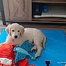 Bora a rejoint le concours — aidez-le/la à gagner de superbes lots ! animal, blue_mat, cabinet, cozy, cute, dog, fish_toy, flooring, furniture, golden_retriever, home, indoor, pet, plush_toy, puppy, resting, stingray_toy, toy, wooden_floor, young_dog