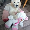 Bora participe au concours pour gagner de l'argent avec cette photo : animal, cozy, cushion, cute, dog, flooring, furniture, golden_retriever, home, indoor, lying_down, paw, pet, pink, puppy, soft, stuffed_animal, toy, white, wooden_floor