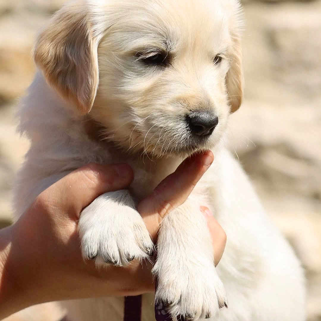 Bora participe au concours pour gagner de l'argent avec cette photo : puppy, golden_retriever, dog, animal, pet, cute, fluffy, young, fur, paw, hand, person, holding, closeup, outdoor, sunlight, calm, sleepy, background_blur, nature