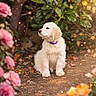 adorable, bokeh, collar, cute, dog, flower, fur, garden, golden_retriever, greenery, nature, orange_flower, outdoor, path, pet, pink_flower, puppy, sitting, sunlight, young_dog