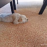Bora participe au concours pour gagner de l'argent avec cette photo : puppy, dog, sleeping, floor, pebble_floor, table, legs, indoor, resting, golden_retriever, animal, pet, fur, cute, young, calm, relaxation, cozy, quiet, laying_down