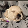 adorable, animal, blanket, calm, close_up, cozy, cute, dog, fur, indoors, paw_print, pet, puppy, relaxation, resting, sleep, sleeping, snout, soft, young