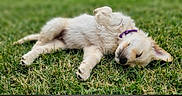 Bora participe au concours pour gagner de l'argent avec cette photo : adorable, animal, canine, collar, cute, dog, fur, grass, green, lying_down, nature, outdoor, peaceful, pet, puppy, relaxed, resting, sleeping, summer, young