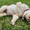 adorable, animal, canine, collar, cute, dog, fur, grass, green, lying_down, nature, outdoor, peaceful, pet, puppy, relaxed, resting, sleeping, summer, young